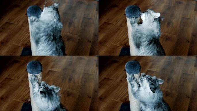 猫在抓杆上磨爪子