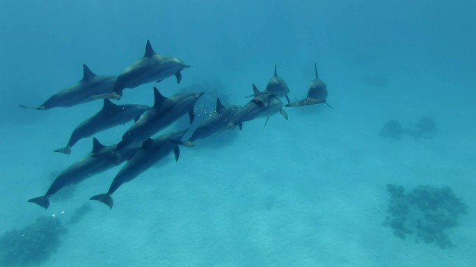 一小群海豚在蓝色的水中游泳