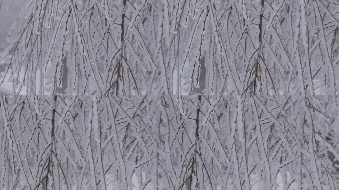 6K冰雪中的树枝嫩芽