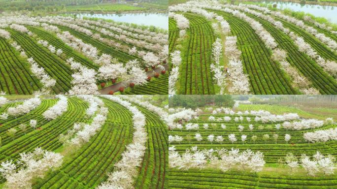 航拍江西凤凰沟景区樱花园