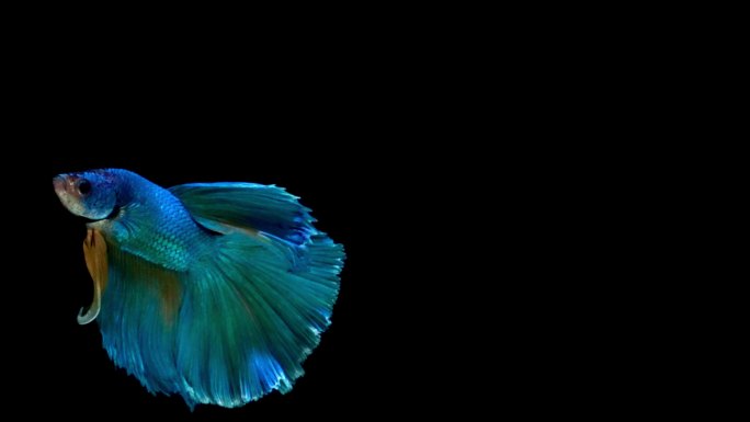 暹罗斗鱼鲜艳的颜色淡水鱼多色