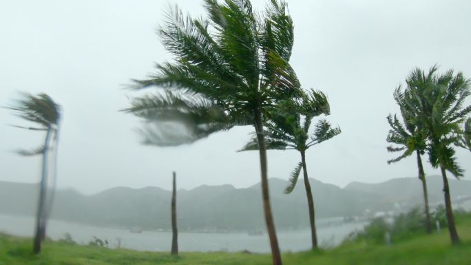 棕榈树在大雨和强风中生长。