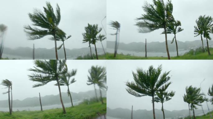 棕榈树在大雨和强风中生长。