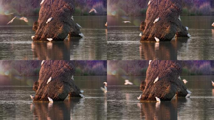 一群硫冠凤头鹦鹉在河流饮水。