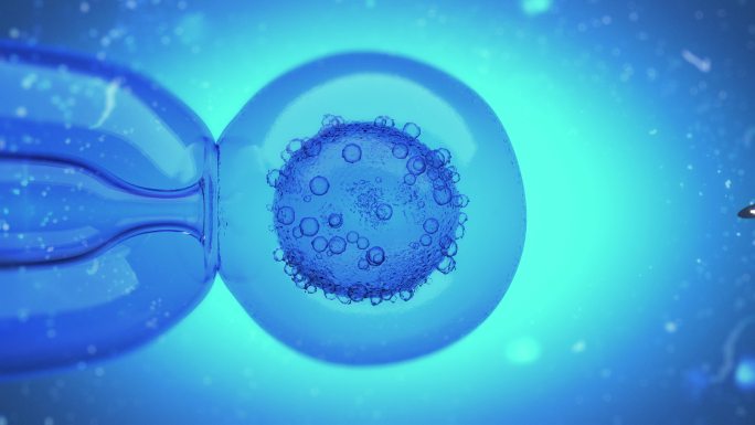 卵细胞核的3D动画
