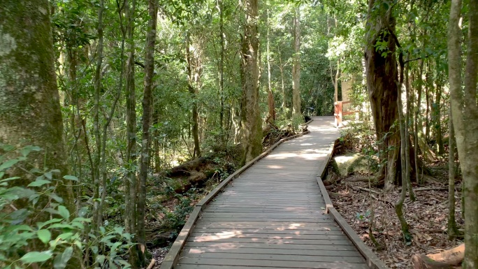 在澳大利亚热带雨林徒步旅行