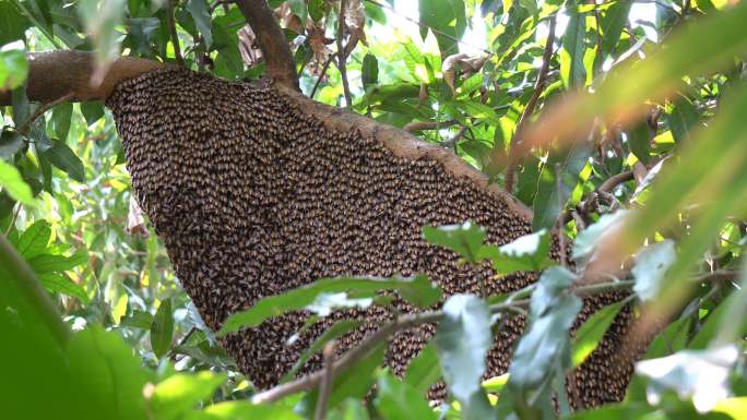 树上的大蜂巢密集恐惧症户外野生野外风光