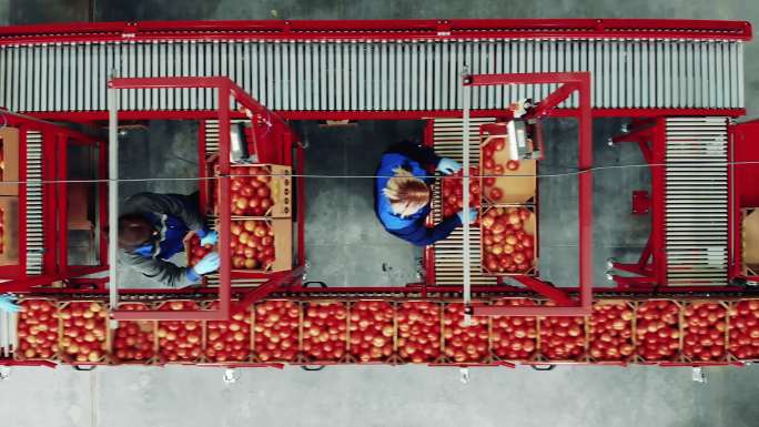 农场工人正在使用输送机运输西红柿
