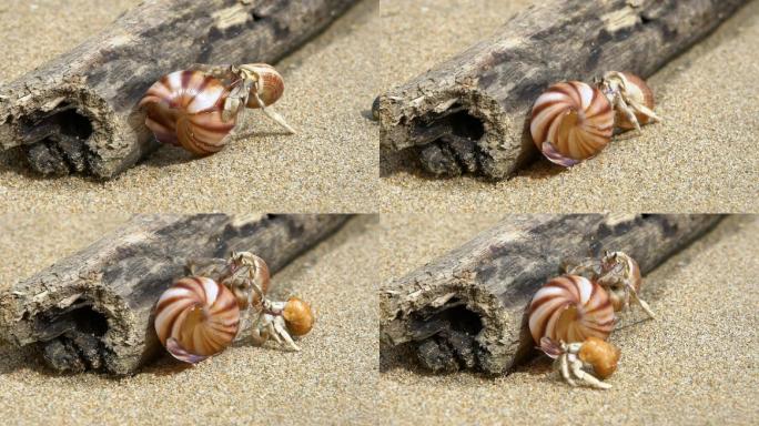 寄居蟹在白色沙滩上寻找美丽大贝壳