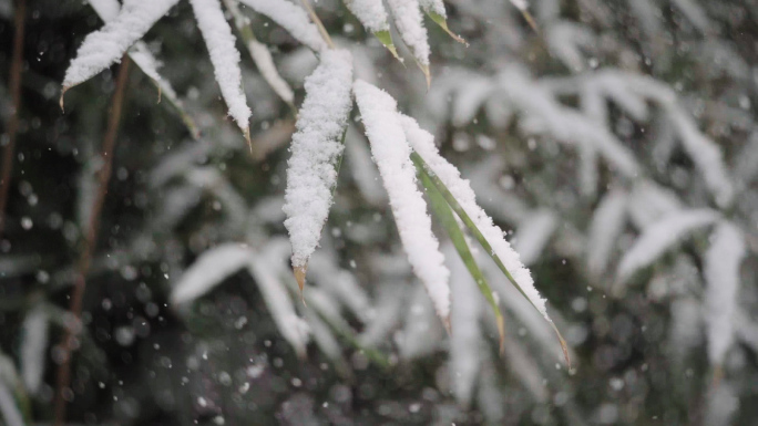 高清高帧率灰片冬雪花松树竹叶特写素材