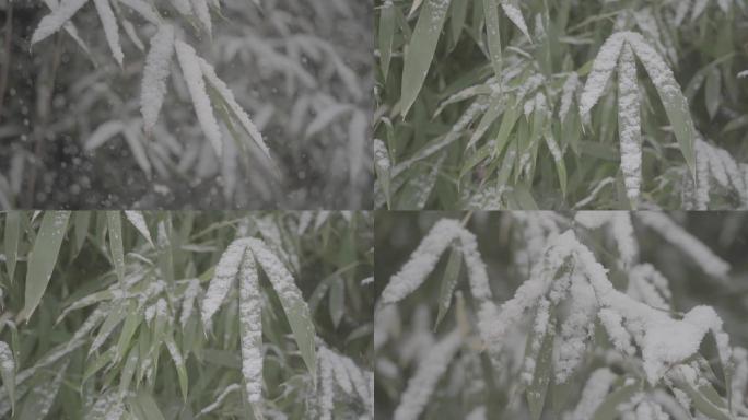 高清高帧率灰片冬雪花松树竹叶特写素材