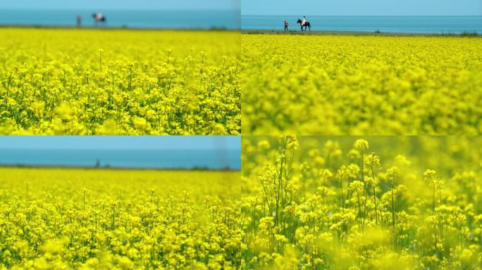 青海湖油菜花