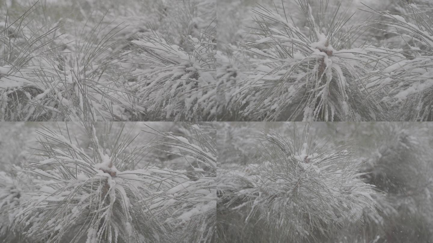 高清灰片高帧率冬雪花松树特写素材