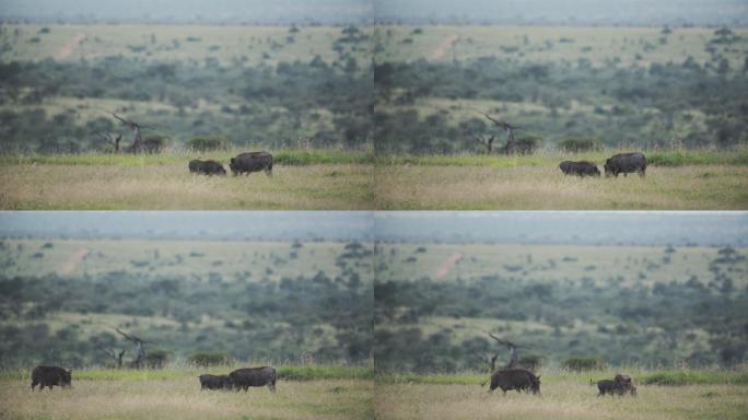 非洲肯尼亚草原野猪