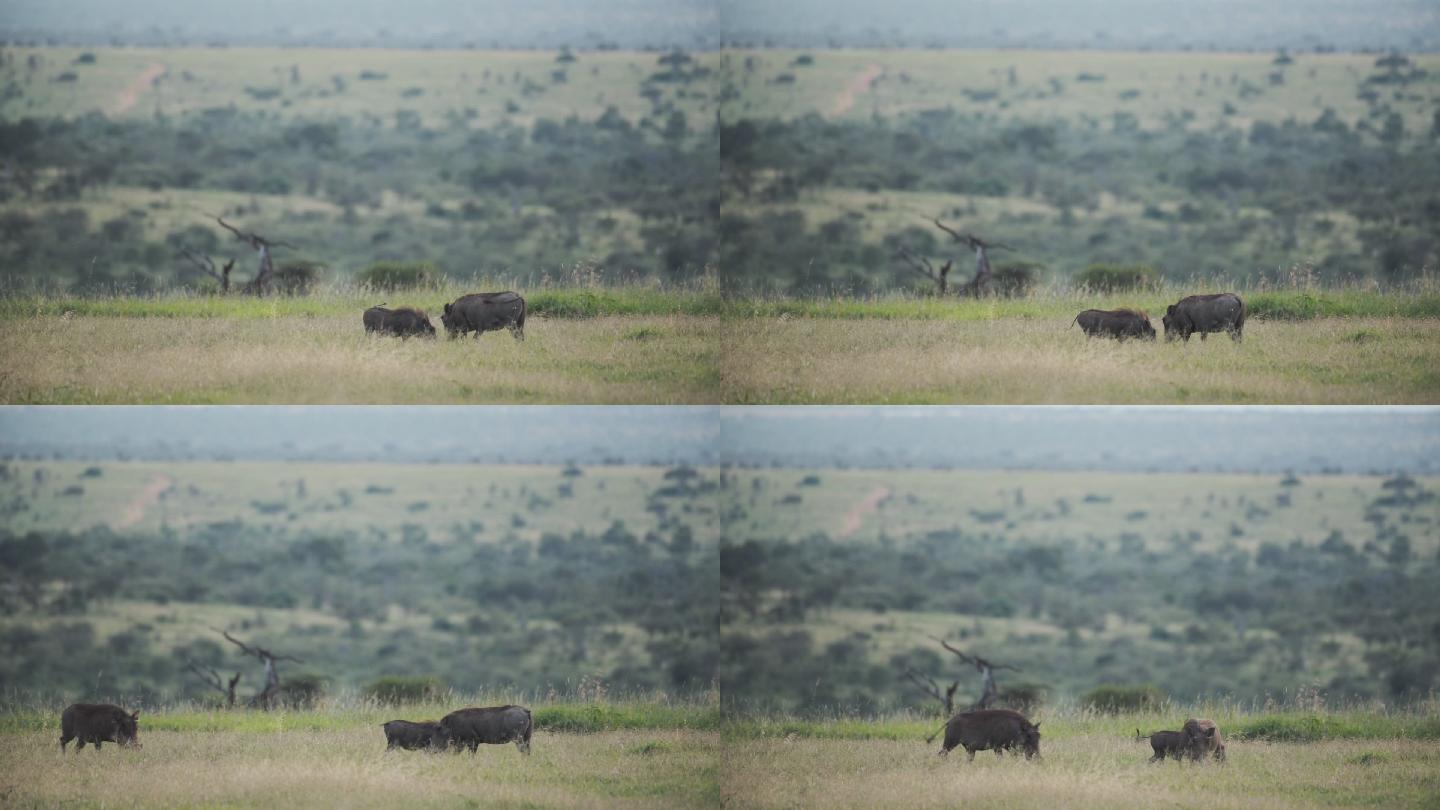 非洲肯尼亚草原野猪