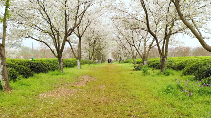 航拍江西凤凰沟景区樱花园