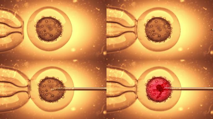一种充满DNA的液体被注入卵细胞核