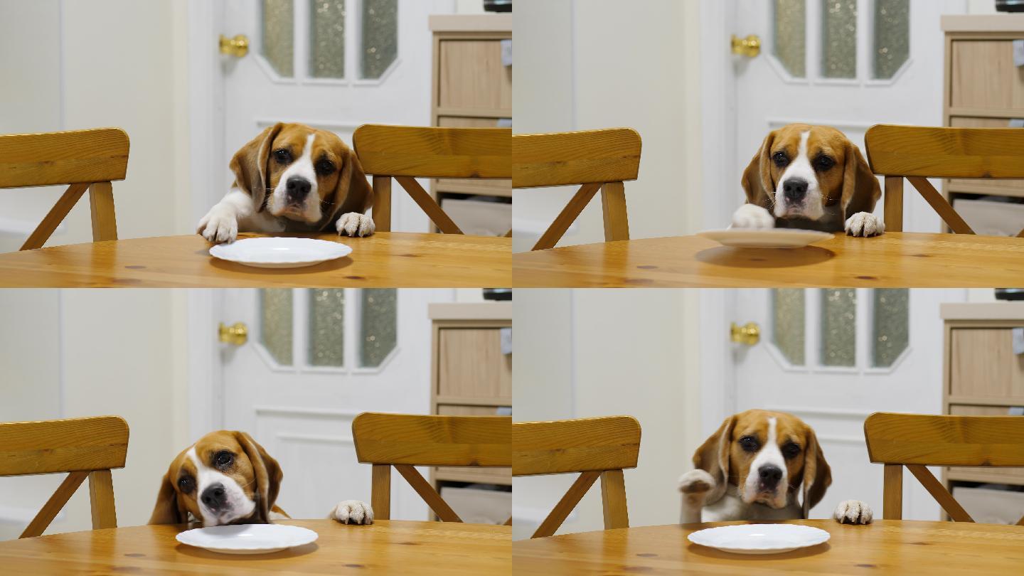 狗溜到桌子前找食物，用爪子拉盘子