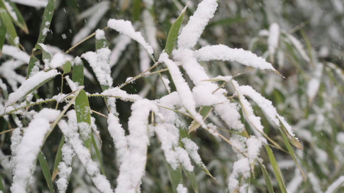 高清灰片高帧率冬雪花松树竹叶特写素材