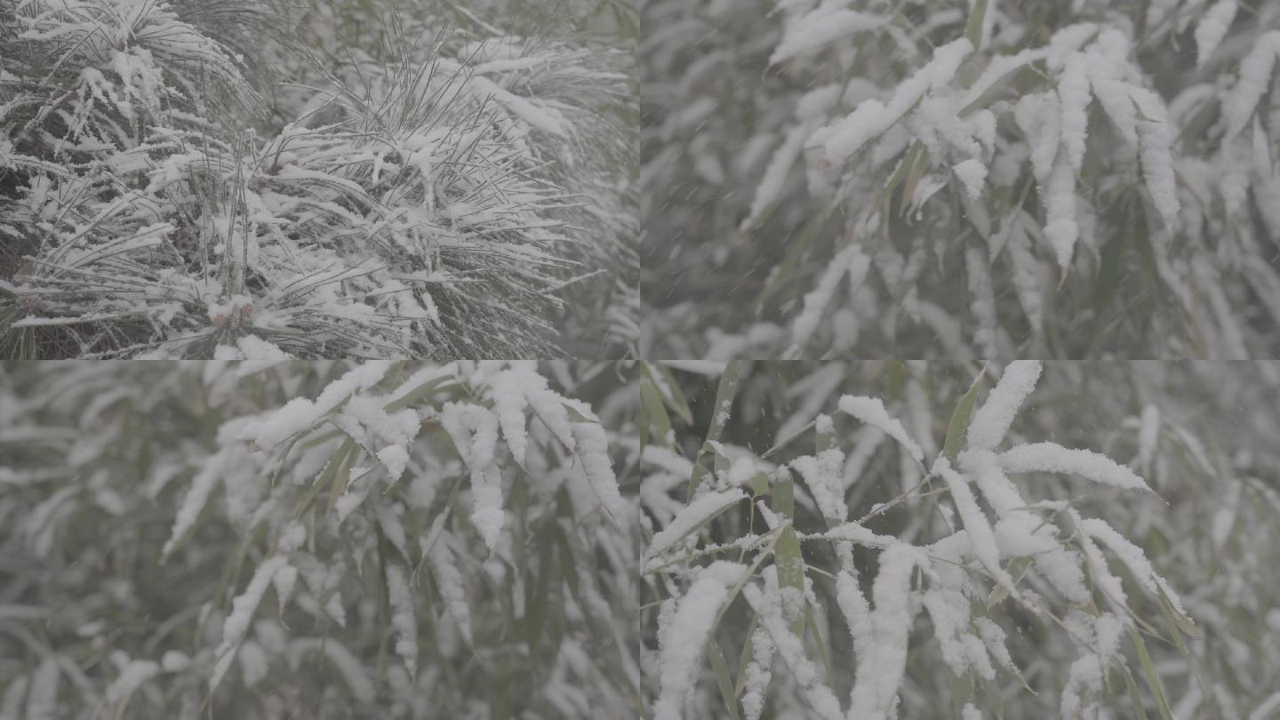 高清灰片高帧率冬雪花松树竹叶特写素材