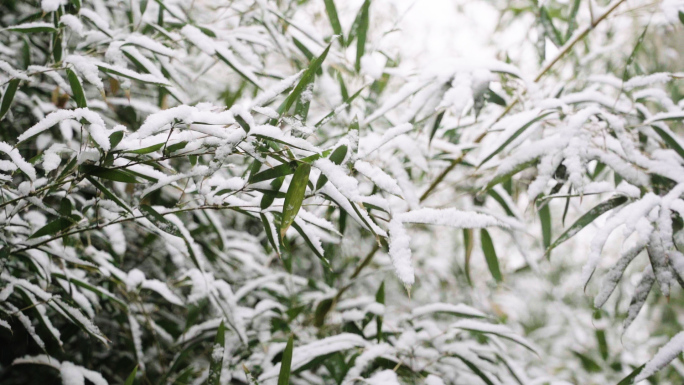 高清灰片高帧率冬雪花竹子竹叶特写素材