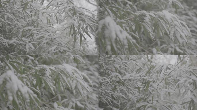 高清灰片高帧率冬雪花竹子竹叶特写素材