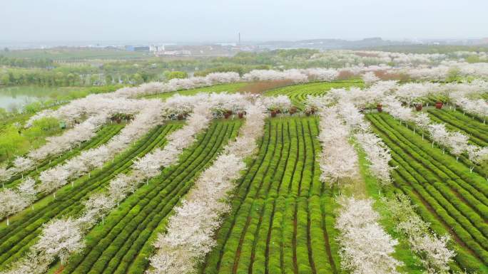 航拍江西凤凰沟景区樱花园