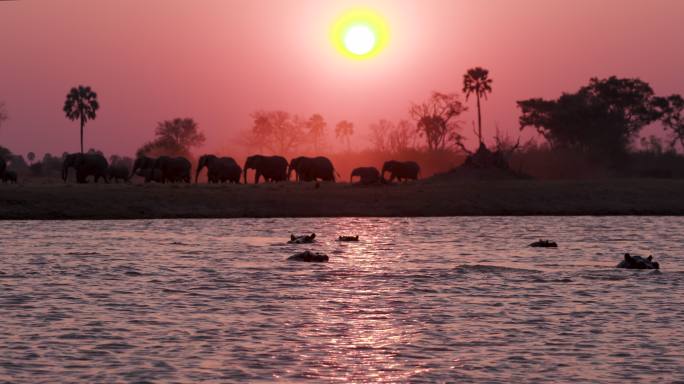 河边行走的大象博茨瓦纳南非森林原始丛林