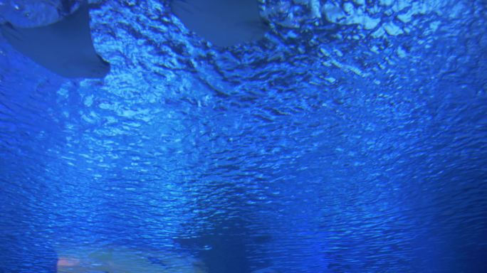 珊瑚礁的水下生物海底世界蓝色海洋大鱼
