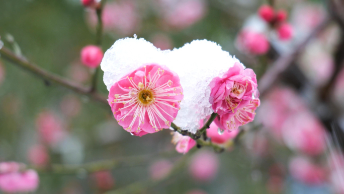 春节雪景下雪花梅腊梅花