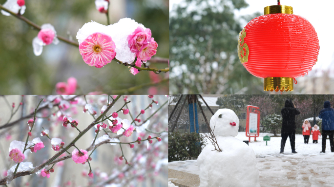 春节雪景下雪花梅腊梅花