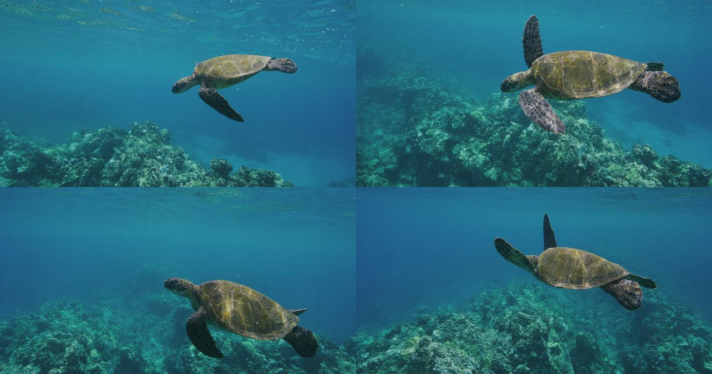 绿海龟在海里游泳海底世界海洋生物三亚潜水