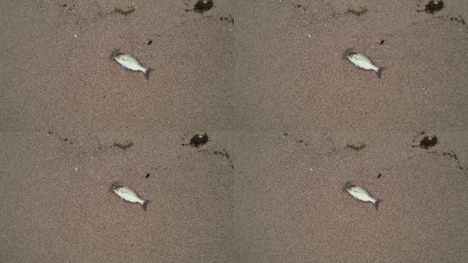 俯瞰躺在沙滩上的鱼和螃蟹