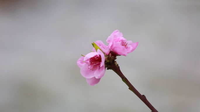 实拍桃花开 (3)