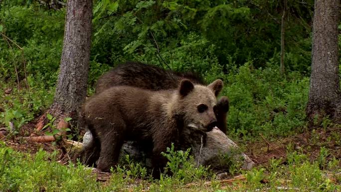 欧亚棕熊（幼兽）挖掘食物