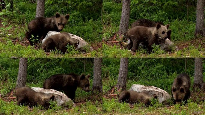 欧亚棕熊（幼兽）挖掘食物
