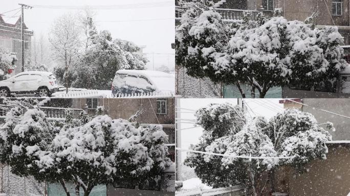 大雪落在树叶上