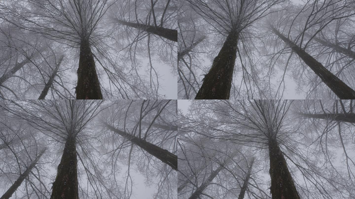 6K浓雾冰雪覆盖的杉树树冠01