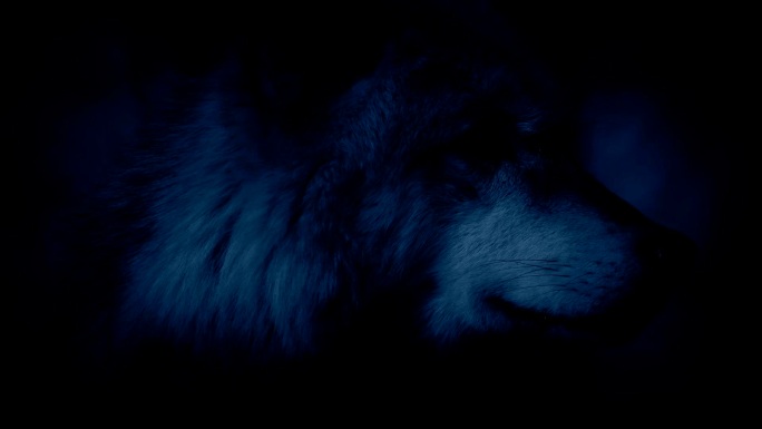 狼在夜里瞪着眼睛四处张望
