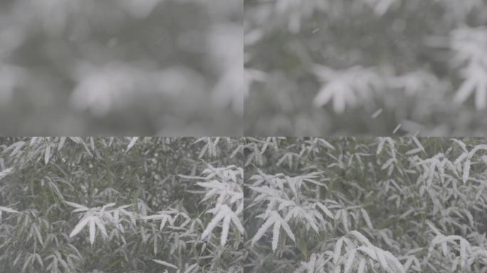 高清灰片冬雪花松树竹叶特写素材