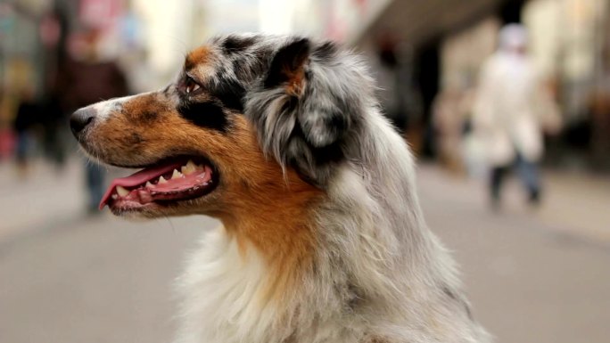 澳大利亚牧羊犬特写镜头