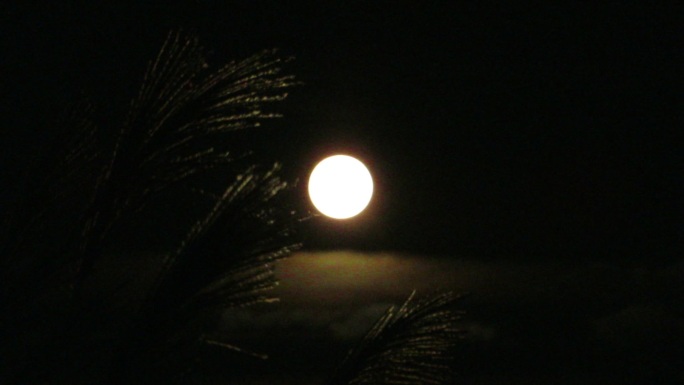 秋天的满月明月高空树梢圆月夜