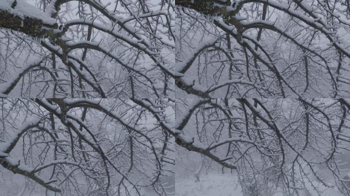 6K浓雾冰雪下的清晨树木04