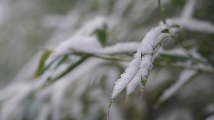 高清灰片冬雪花松树竹叶特写素材