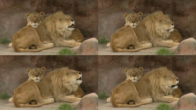 狮子和母狮拥抱动物园狮子视频空镜头通用素