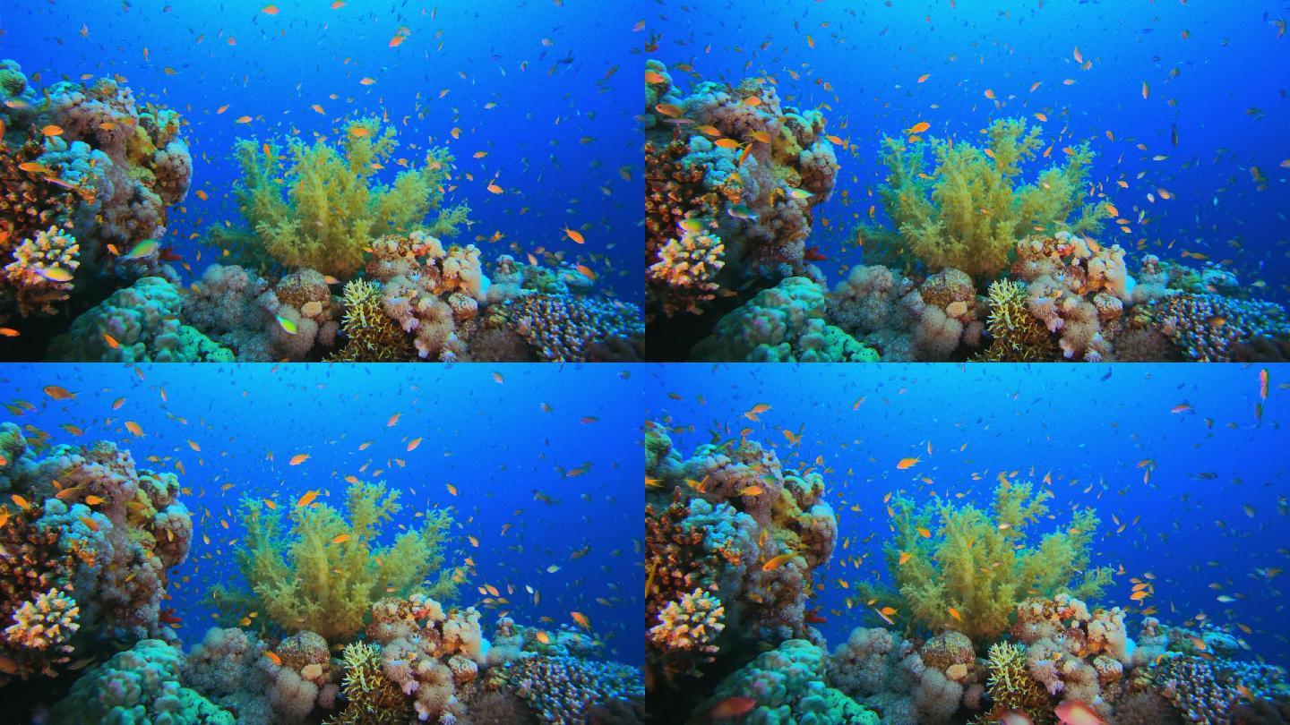 水下多彩世界海底世界美人鱼三亚潜水深海鱼