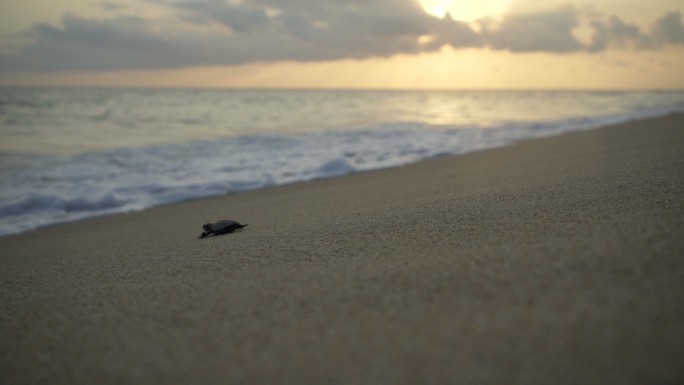 新生海龟奔向海浪旅游宣传片视频素材风光风