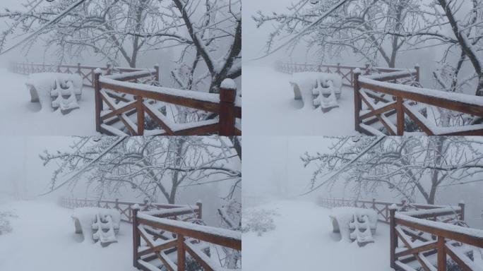 6K浓雾冰雪下的清晨树木06