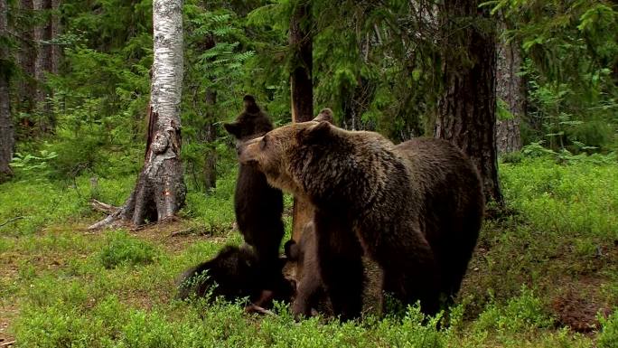 欧洲棕熊丛林大草原生态环境栖息地生存繁殖