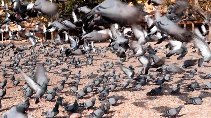 一群鸽子在斋浦尔飞翔
